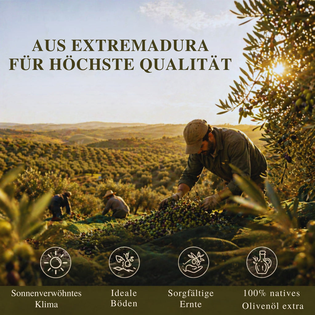 Olivenernte als Herkunftsbild für La Chinata Olivenöl Extra Vergine